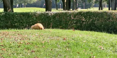 Club image Golf Burgkonradsheim