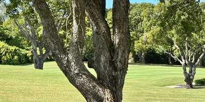 Club image Sandy Lane