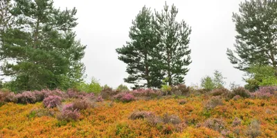 Club image Macdonald Aviemore Resort - Spey Valley