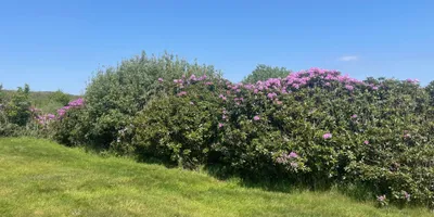 Club image Bearna Golf Club