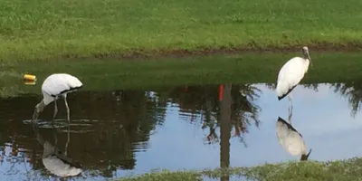 Club image Hunter's Creek Golf Club