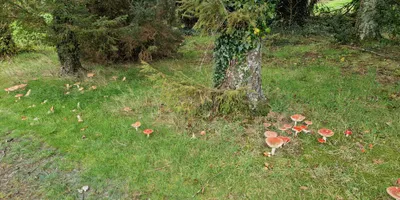Club image Wexford Golf Club
