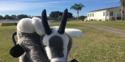Club image Cypress Greens Golf & Tennis Community
