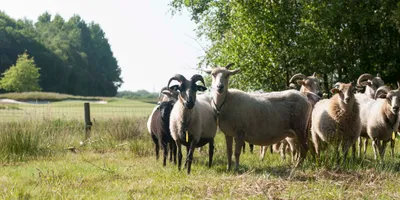Club image De Drentsche Golf en Country Club