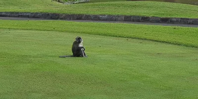Club image Ria Bintan Golf Club