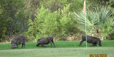 Club image Elephant Hills Resort