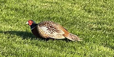 Club image Harwich & Dovercourt Golf Club