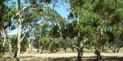 Club image Tanunda Pines Golf Club