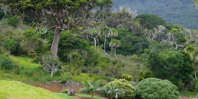 Club image Lord Howe Island Golf Club