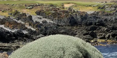 Club image Ocean Dunes King Island
