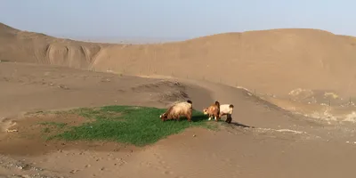Club image Dunes by Al Nahda
