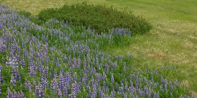 Club image Golfklúbbur Vopnafjarðar