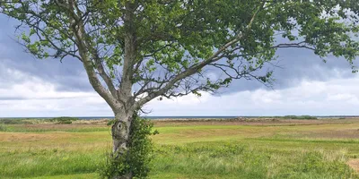Club image Læsø Seaside Golfklub