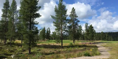 Club image Gällivare-Malmbergets Golfklubb