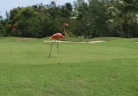 Iberostar Bavaro Golf Overview Of This Golf Club Leadingcourses