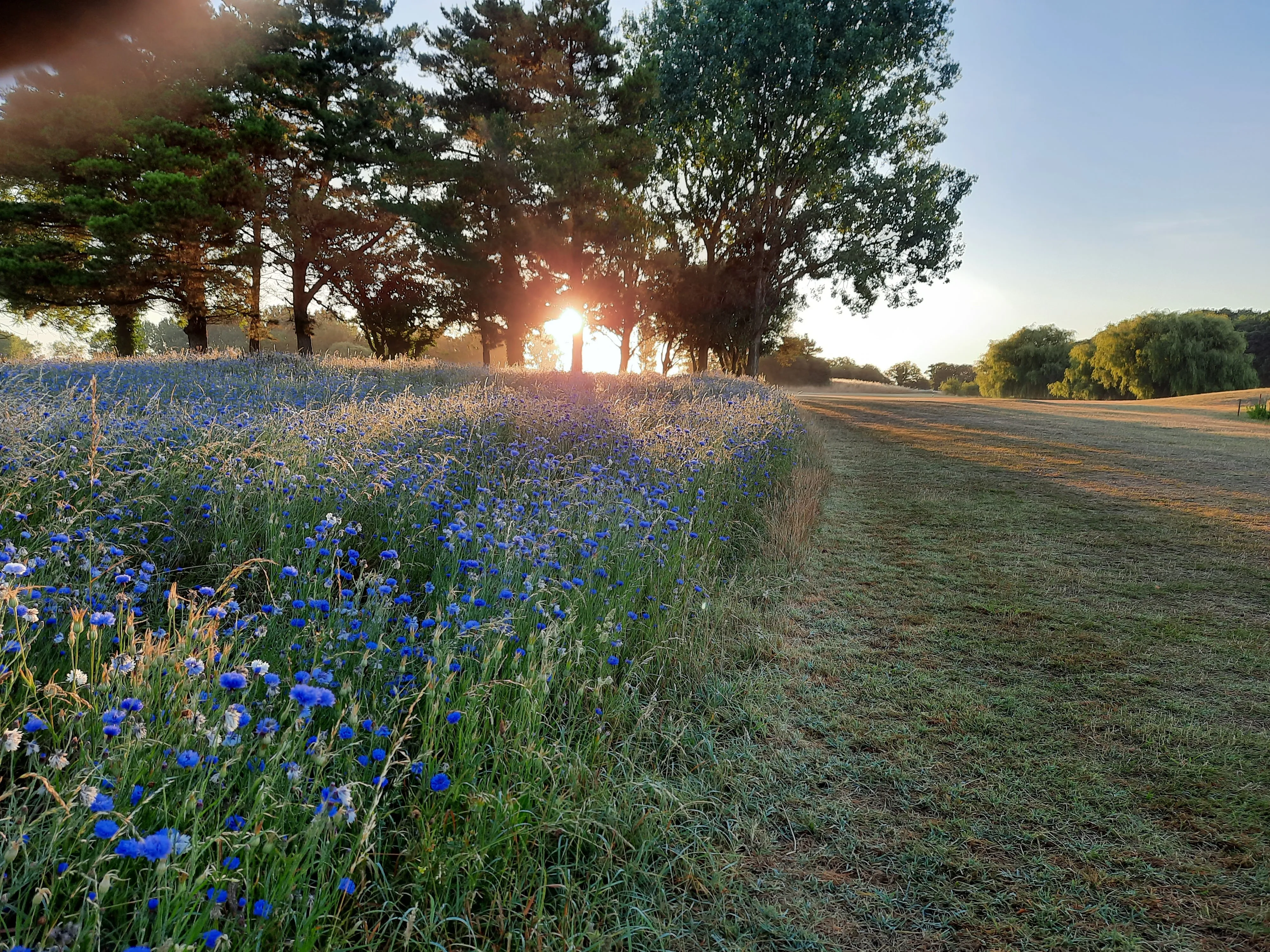 Golf des Ajoncs d'Or
